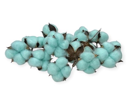 gossypium cotton under cotton flowers mint turquoise menthol