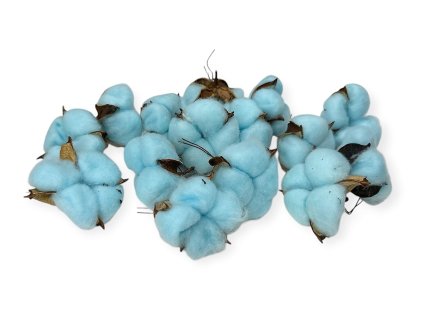 cotton gossypium under cotton flowers light blue pastel blue blue