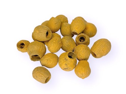 dried eucalyptus fruits eucalyptus pods bell gum orange