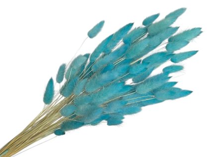 lagurus dried blue azure dried lagurus1