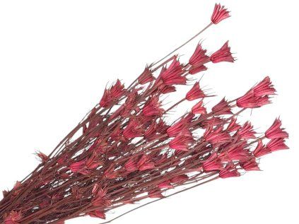 nigella orientalis nigella pink dried flowers