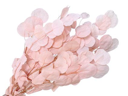 populus light bleached pin eucalyptus leaves