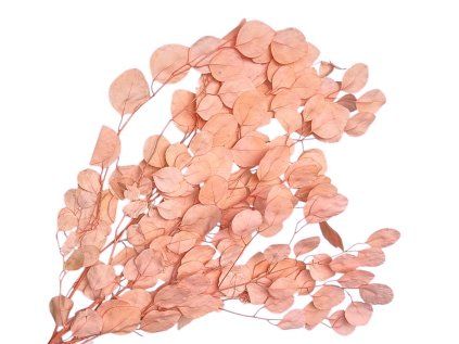 Populus eucalyptus preserved stabilized eucalyptus populus bleached pink 1