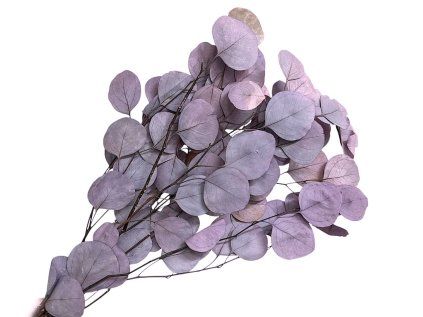 populus light bleached eucalyptus purple leaves preserved leaves