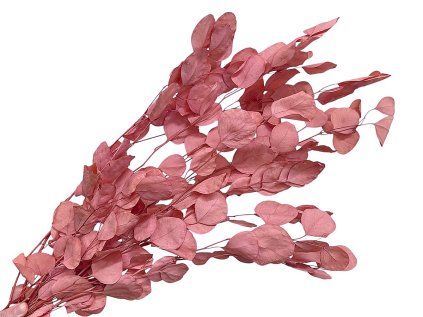 populus light bleached eucalyptus old pink leaves dried flowers old pink
