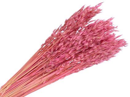 dried oats dried oat bleached pink pink light