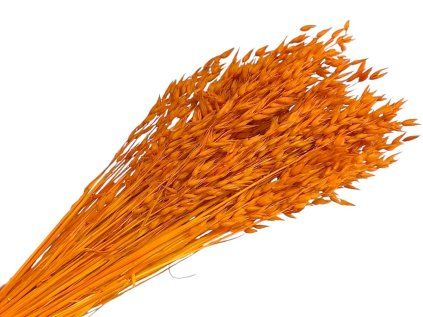 dried oats dried avena light orange