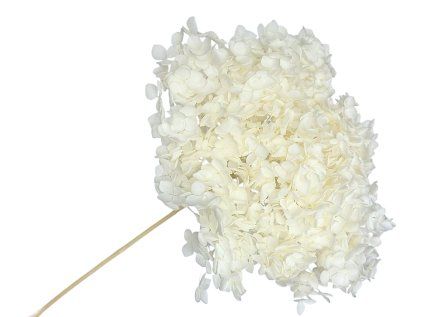 preserved anna hydrangea white stabilized white hydrangea