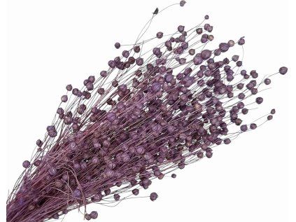 dried flax linum purple