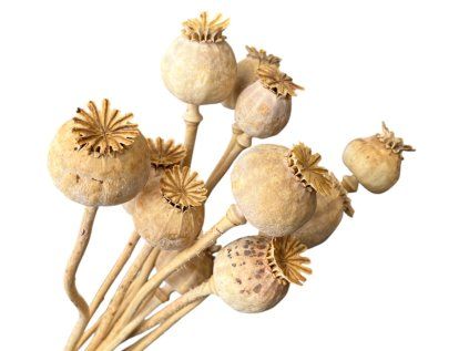 Dried Poppy Heads With Stem - 50g, Medium, Natural Light