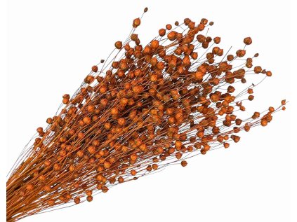 suseny lan linum oranzovy