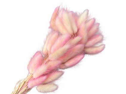 Dried Lagurus Grass - Bunny Tail, 50g, Mottled Pink