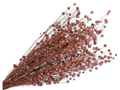 dried flax linum old pink