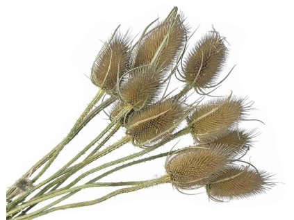 dipsacus bodliak natur