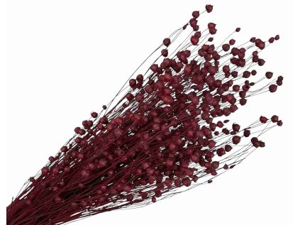 dried flax linum burgundy