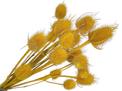 bodliaky dipsacus zlte