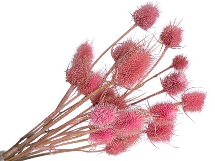 bodliaky dipsacus ruzove