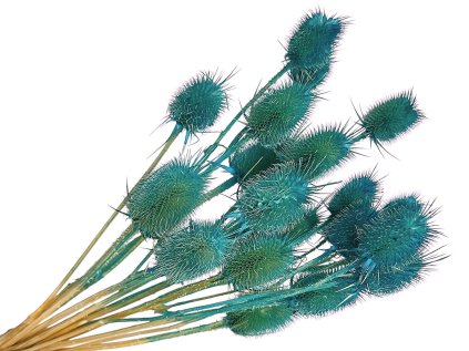 bodliaky dipsacus tyrkysove