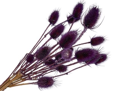 bodliaky dipsacus tmavofialove