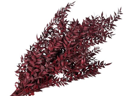 ruscus burgundy