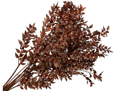 ruscus brown orange