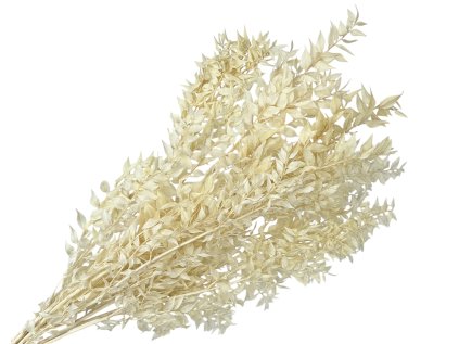 ruscus bielený bleached