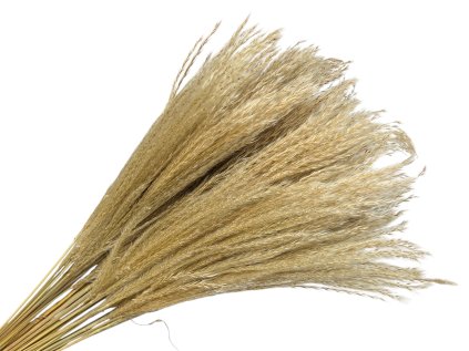 miscanthus pampova trava