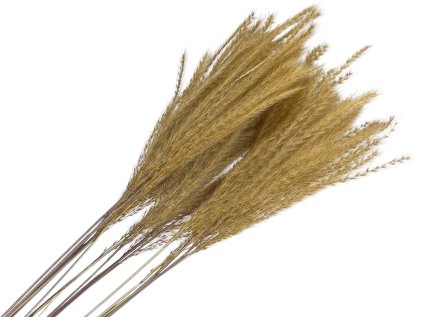 miscanthus eulalia pampova trava1