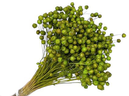 dried light green rope