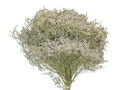 statice tatarica nature