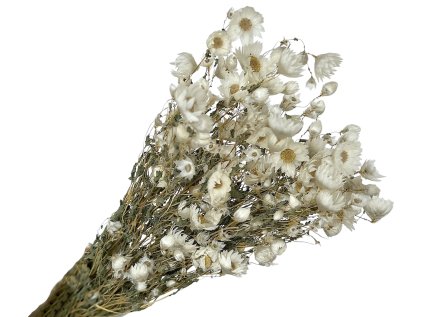 rhodante white biele3