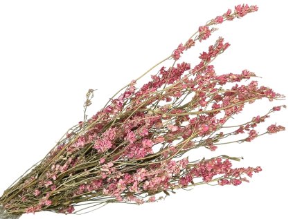 delphinium pink spur