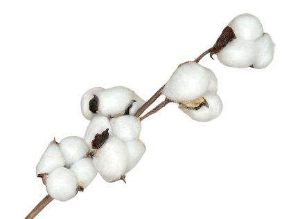 cotton plant on the stem2