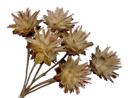 plumosum dried natural