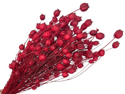 nigella damascena bleached cervena