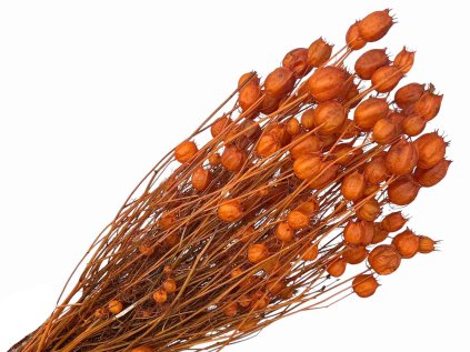 nigella damascena orange