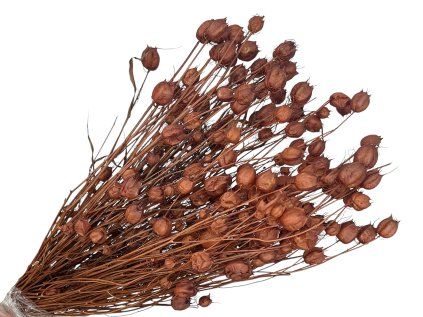 nigella damascena brown