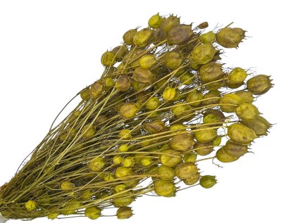 nigella damascena zelena green1