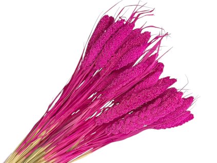 susena setaria cyklamenova