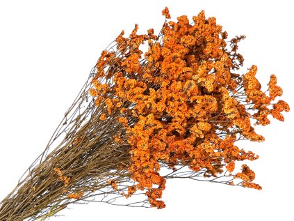 limonium sinensis orange