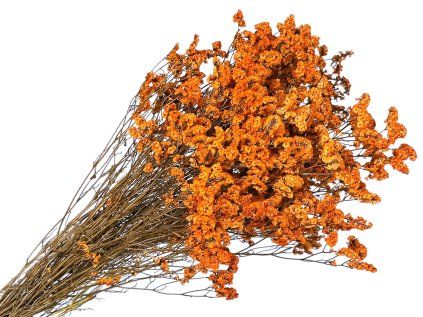 Limonium sinensis orange