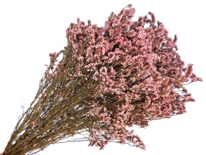 limonium statice pink1