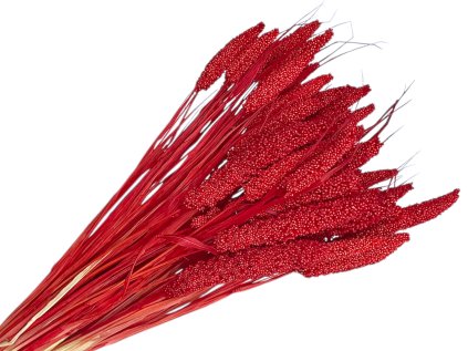 setaria proso susene cervene