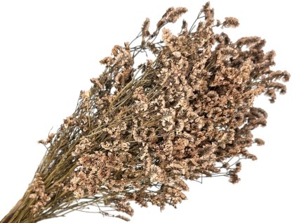 limonium statice beige