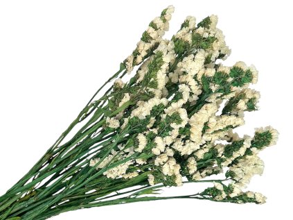 statice limonium tatarica dried cream