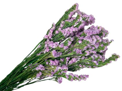 statice limonium tatarica dried violet pink