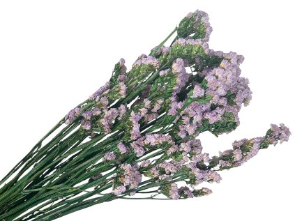 statice limonium tatarica dried purple