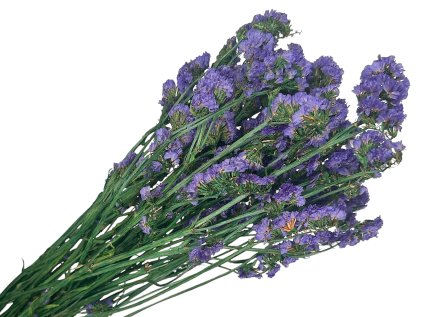 statice limonium tatarica dried fialove