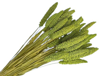 setaria proso svetlozelene