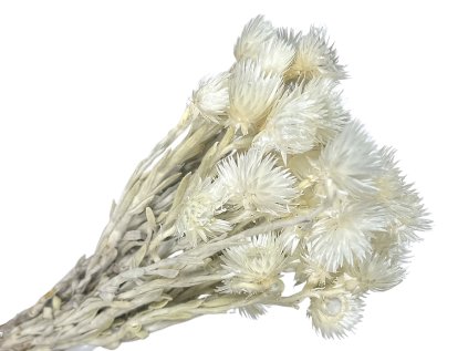 cap flowers helichrysum white